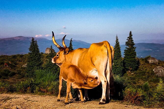 2h Buggy Tour • (price is per vehicle) - The climb through forest and animals