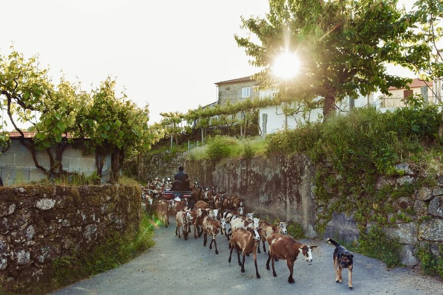 2h Quad Tour • Arcos de Valdevez • Peneda Gerês - Practical timing and booking advice