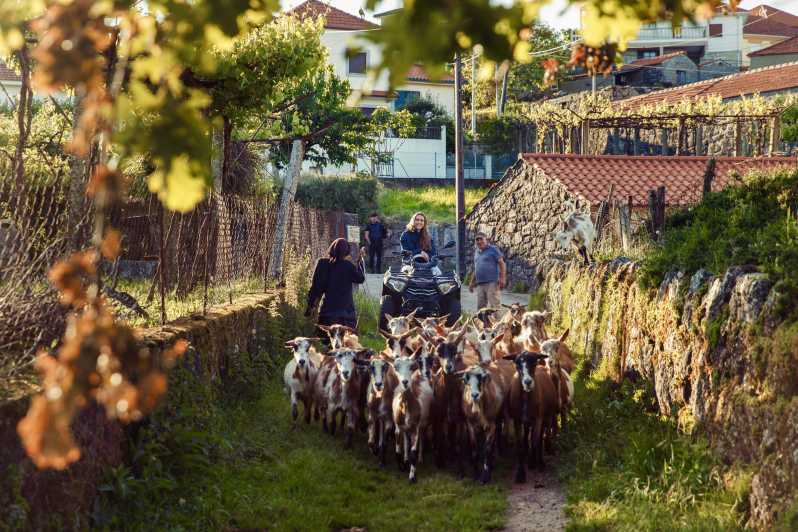 2h Quad Tour • Arcos de Valdevez • Peneda Gerês - What the 2-hour route actually includes