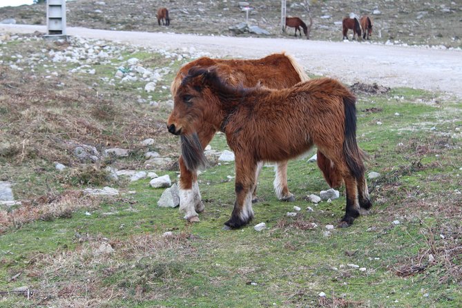 4X4 Tour - Discovering Serra d´ Arga - Local food adds a human touch