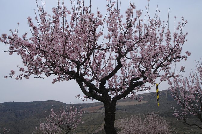 Amendoeiras em Flor - Lunch and Douro wine at Quinta da Ervamoira