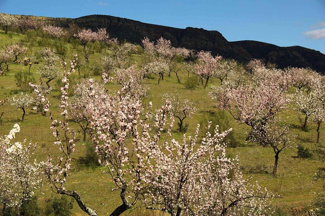Amendoeiras em Flor - Adding the Côa Museum to a nature-focused day