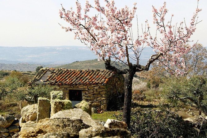 Amendoeiras em Flor - Walking between Almendra and Quinta da Ervamoira