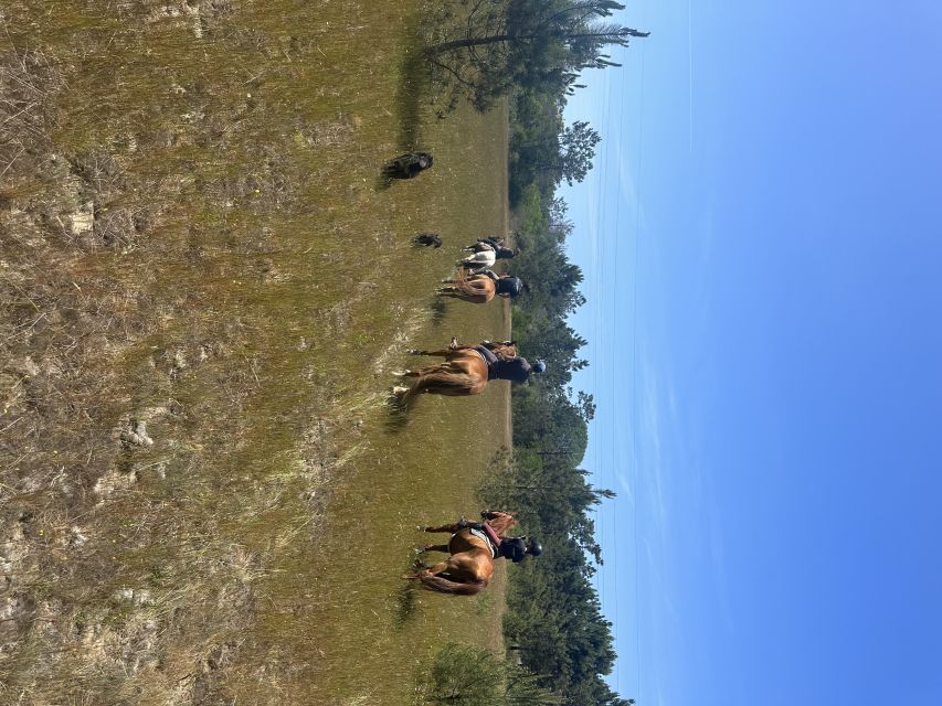 Aveiro: Horse Riding Experience with Instructor - Leaving Aveiro for the Colónia Agricola de Ílhavo