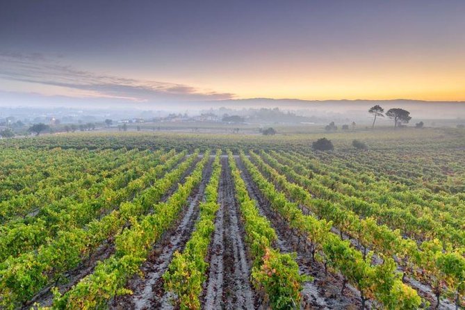 Bairrada Private Tour (Luso & Curia Villages) with Wine Tasting - Alianca Underground Museum: wine with an unusual setting