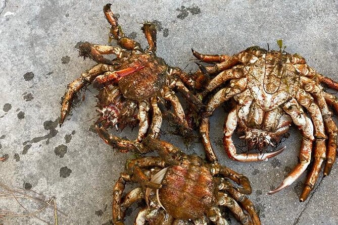 Buy, Cook & Taste-Gastronomic Tour North Portugal - A sea-to-table morning outside Porto