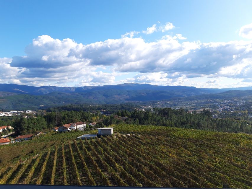 Celorico De Basto: Quinta de Santa Cristina Winery Tour - Timing, Flexibility, and Planning