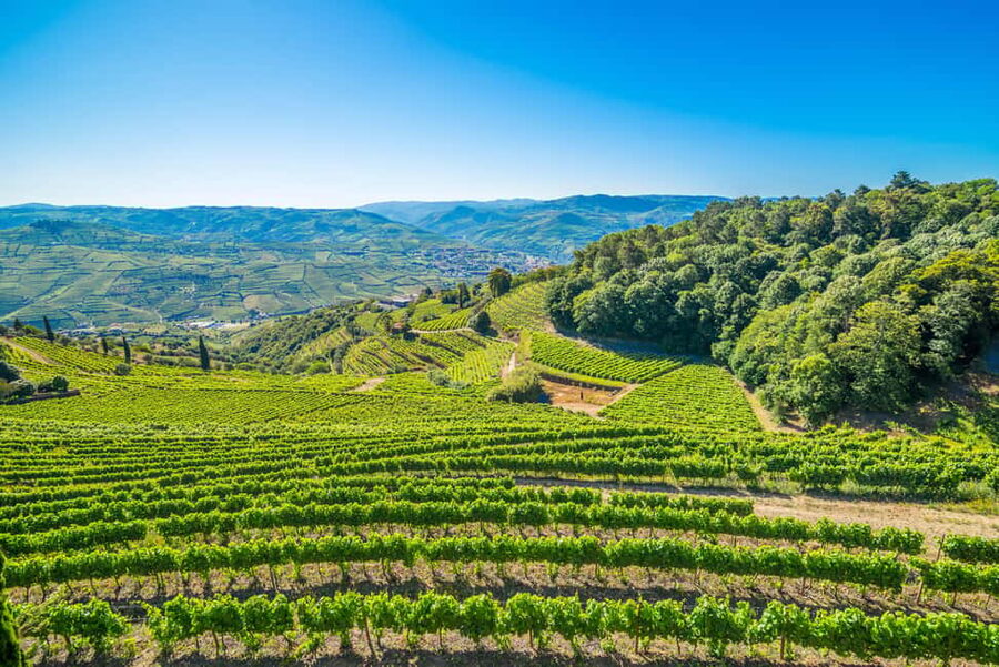 Douro: Quinta de Santa Júlia Lunch, Tour, & Wine Tasting - Timing, transport, and practical planning