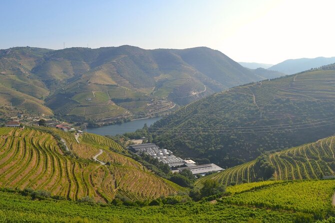 Douro Three Winery Small Group Tour with Lunch and Tastings - A vineyard lunch with Douro wine