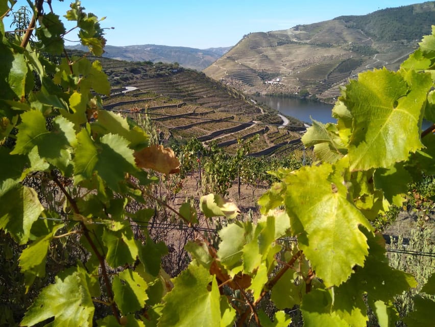 Douro Valley & Amarante - from Porto, Braga or Guimarães - São Leonardo de Galafura delivers the wide view