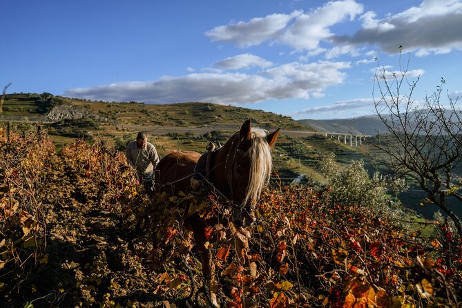 DOURO VALLEY: Lunch in a winery, tastings & 1-h private boat tour - Timing, meeting point, and practical planning