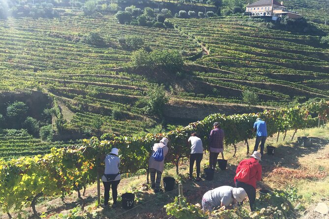 Douro valley Majestic - Mesão Frio and the final farewell view