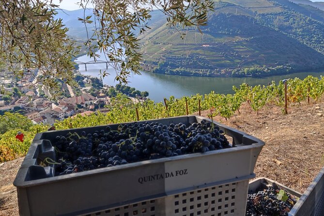 Douro Valley Pinhao Quinta da Foz Tour and Tasting 5 Wines - Seeing the wine-making process