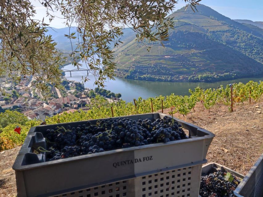 Douro Valley: (Pinhão) Quinta da Foz - Tour&Tasting 5 WINES - Practical tips for making the most of the hour