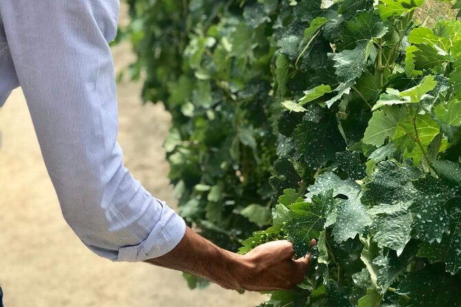 Douro Valley Premium Tours - Private Driver & Guide - Why this Douro day works so well