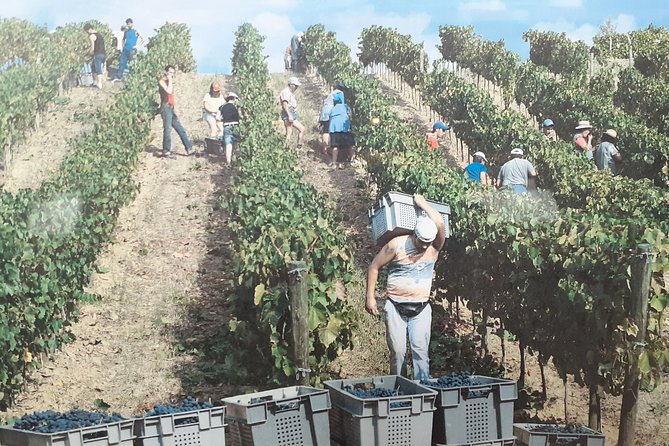 Douro Valley Premium with wine tasting lunch and boat - A second, more personal farm tasting