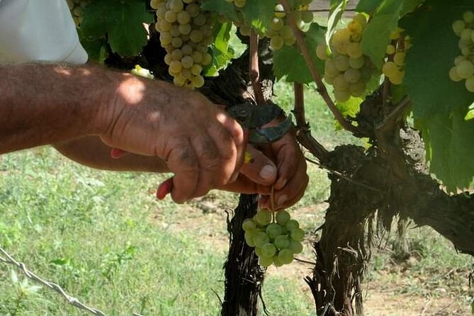 Douro Valley Premium with wine tasting lunch and boat - Miradouro Torguiano and the EN222