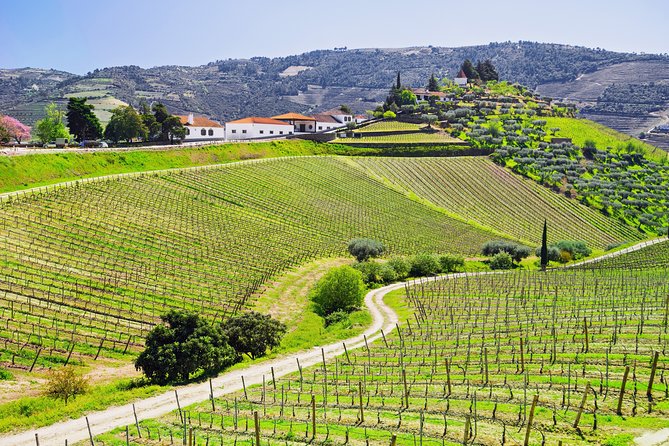 Douro Valley private day tour from Porto - Two tasting visits, with wine and olive oil