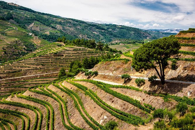 Douro Valley Private Day Trip including Boat Ride & Wine Tasting - Lunch with a local recommendation