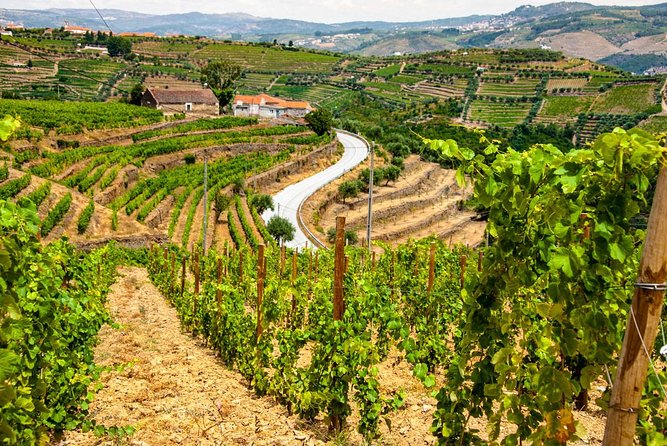 Douro Valley Private Day Trip including Boat Ride & Wine Tasting - A private tour that is actually personal