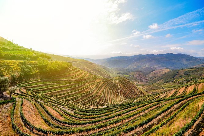 Douro Valley Private Full–Day Tour from Porto - A wine expert and the first tasting