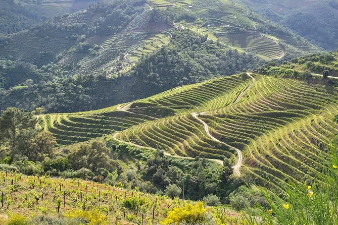Douro Valley private tour full day - A one-hour boat trip on the Douro