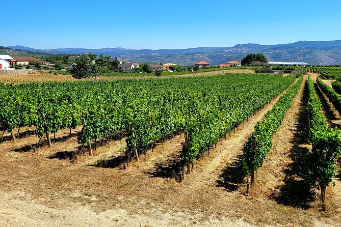 Douro Valley Private Tour (winery + boat + viewpoint) - Starting in Peso da Régua