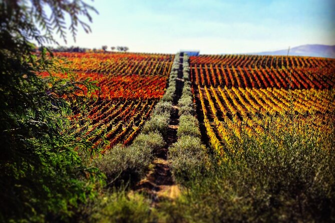 Douro Valley — Private UNESCO Wine & Cultural Experience - Key points to know before booking