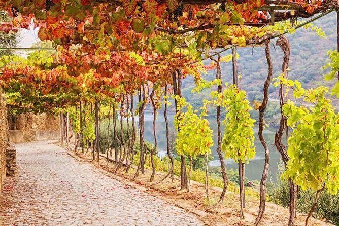 Douro Valley — Private UNESCO Wine & Cultural Experience - What the private guide adds