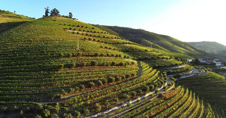 Douro Valley: Quinta de S. Luiz Winery Tour and Tasting - Walking the Rumilã vineyard