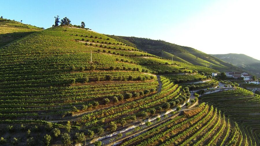 Douro Valley: Quinta de S. Luiz Winery Tour and Tasting - What the wine explanation may be like
