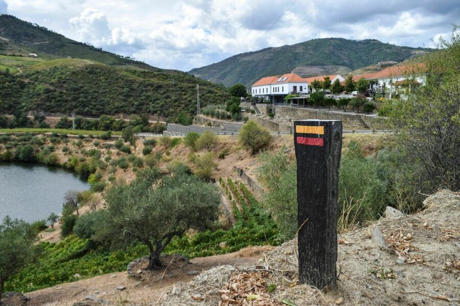 Douro Valley: Quinta do Tedo Wine Experience with Picnic - Sitting beneath a centennial olive tree