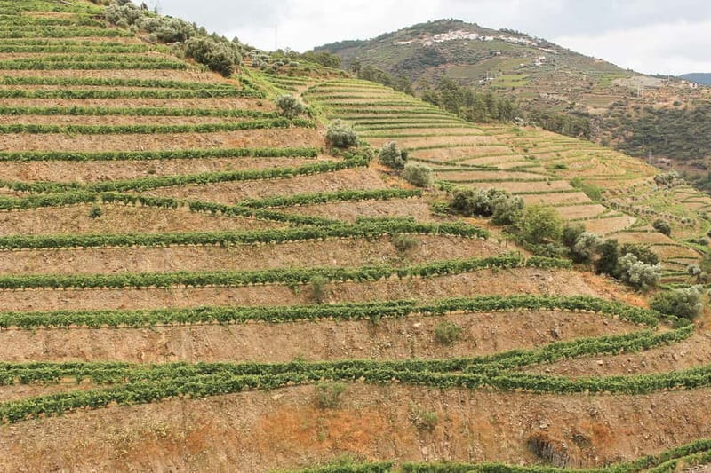 Douro Valley: Real Small-Group, Wine Tasting, Lunch & Boat - Who should book this experience
