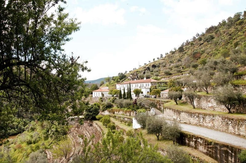 Douro Valley: Real Small-Group, Wine Tasting, Lunch & Boat - Lunch with meat, fish, or vegetarian choices