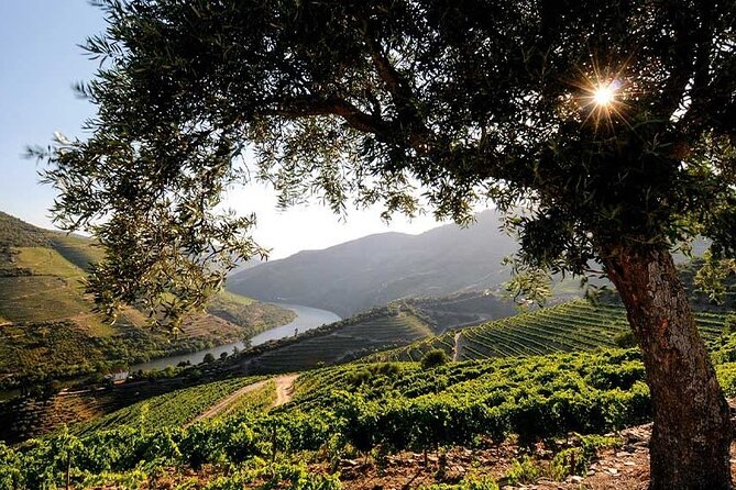 Douro Valley Small-Group Tour: 2 Wineries, Lunch, Optional Cruise - Choosing the optional Douro River cruise