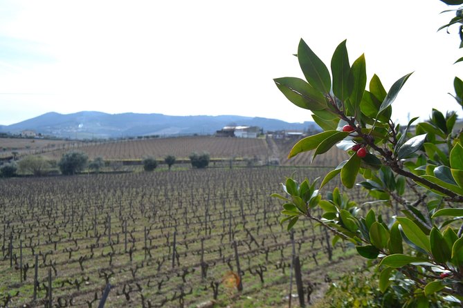Douro Valley Tour: 2 Vineyard Visits, River Cruise, Winery Lunch - Lunch at a family winery in Sabrosa