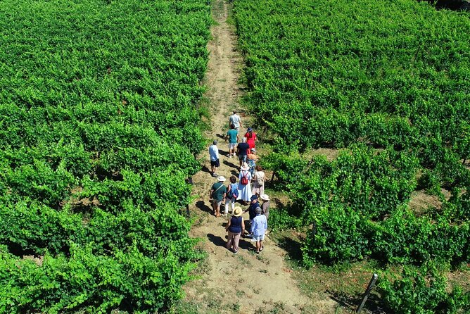 Douro Valley Tour - 3 Wine tastings, Lunch & river Cruise - Why this Douro Valley tour works well from Porto