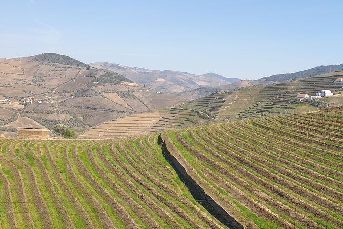 Douro Valley Tour Wine and breathtaking views - Price, extras, and the real value