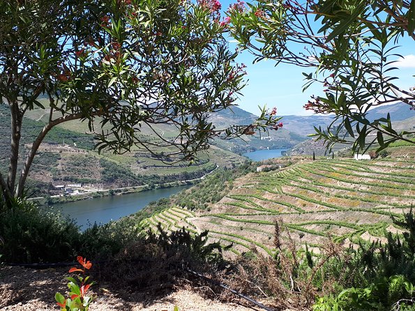Douro Valley Tour (wine & Food) - A Quiet Cruise on the Douro