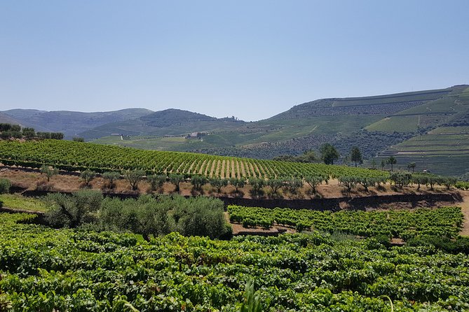 Douro Valley Wine Tour: 3 Vineyard Visits, Wine Tastings, Lunch - Sabrosa and the final cellar tasting
