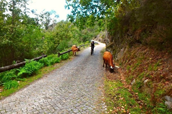 E-Bike Tour - Why an e-bike makes this Peneda Gerês ride appealing