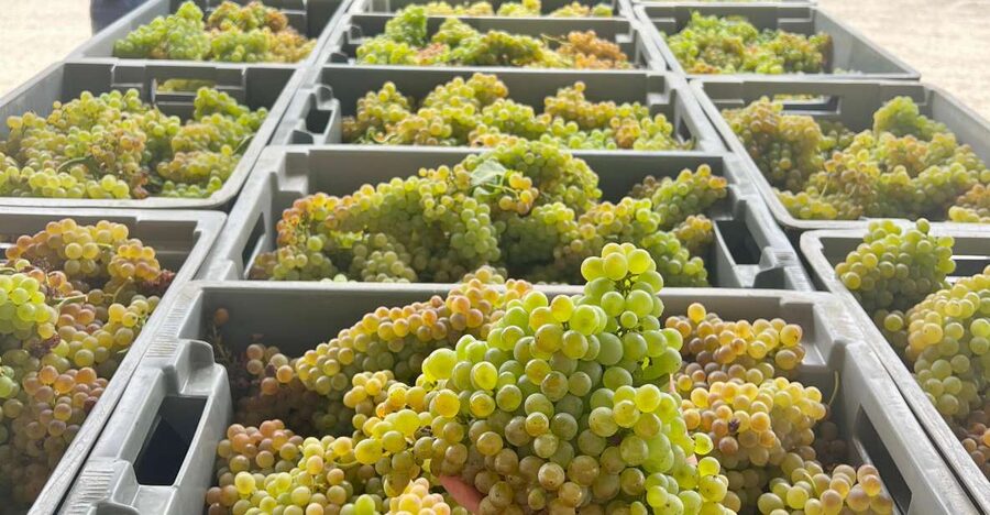 Exclusive 5-wine tasting - Why this tasting is more than a quick glass of Vinho Verde