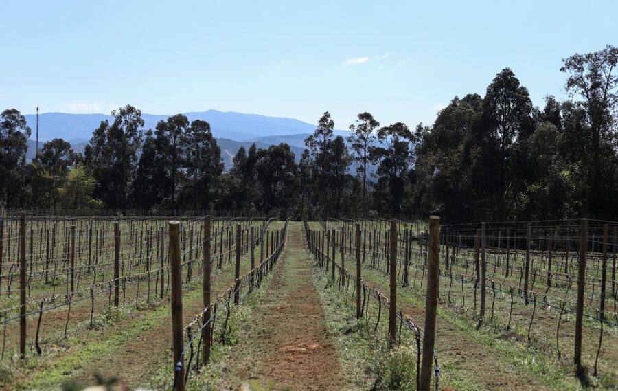 Exclusive 5-wine tasting - The terrace and the mountain setting