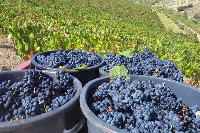 From Porto: Douro Valley Tour with 2 Wineries, Lunch and Cruise - Who will get the most from this tour