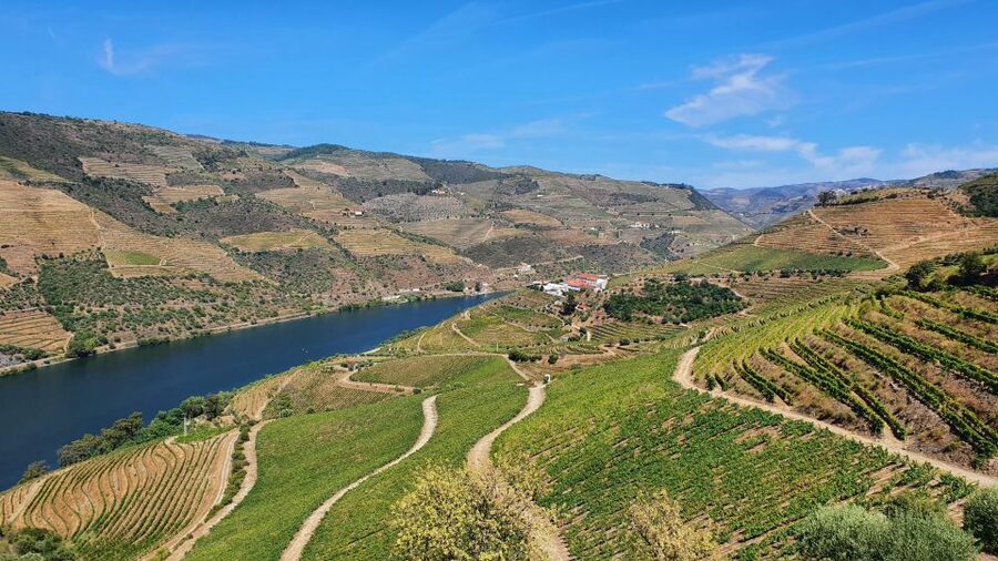 From Porto Douro Valley Tour with Train and Vinho Verde - The N222 and the Douro’s vineyard slopes