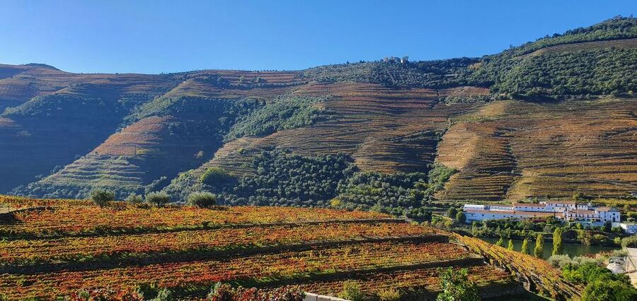 From Porto Douro Valley Tour with Train and Vinho Verde - A regional lunch with Douro wine