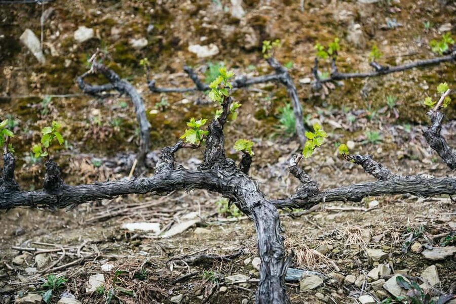 From Porto: Douro Valley Wine Tour with Lunch and Cruise - Who should book this tour?