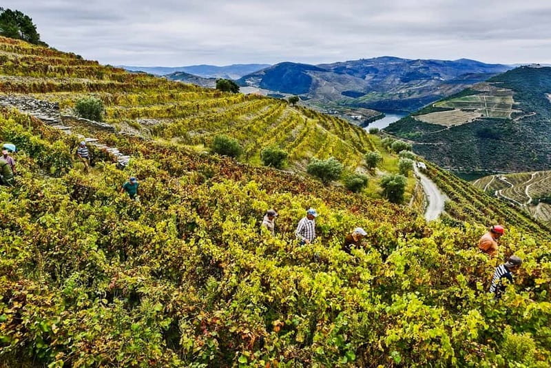 From Porto: Douro Valley with Wineries, Lunch and Boat Trip - Quinta do Seixo and the first Port tasting