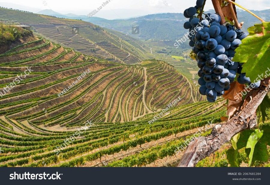 From Porto: Full-Day Douro Historical Tour - The return to Porto