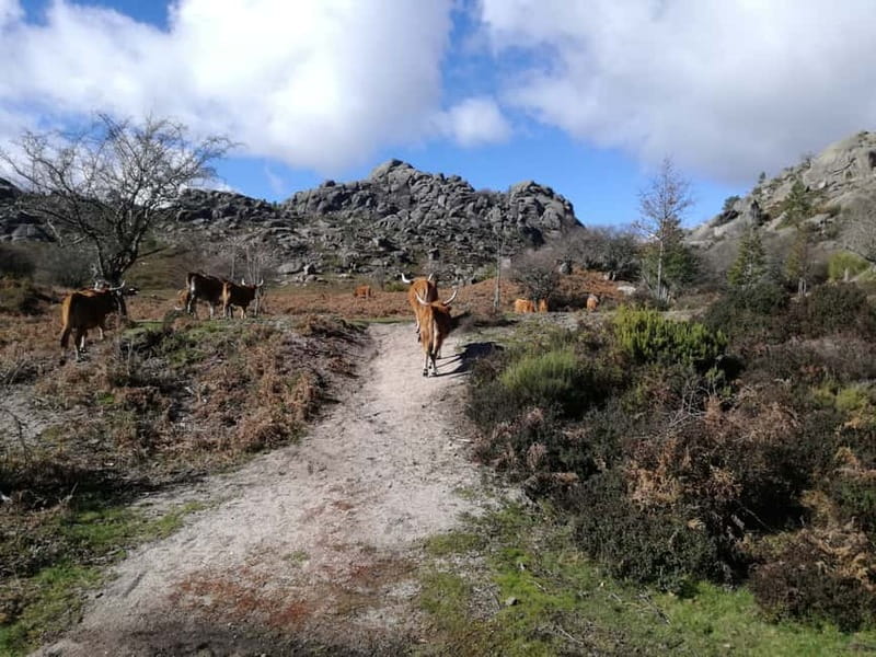 From Porto: Hike, Swim or just Explore Gerês National Park - Two ways to see Gerês National Park